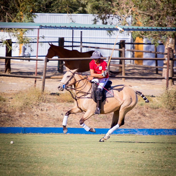 Soto Polo Ponies