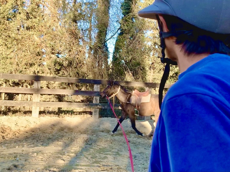 Caballos en Entrenamiento | Soto Polo Ponies