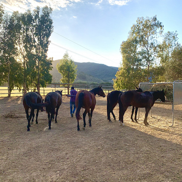 Soto Polo Ponies