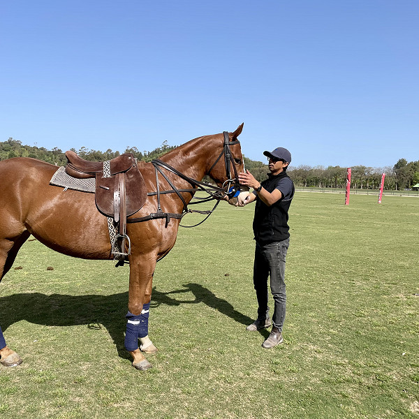 Soto Polo Ponies