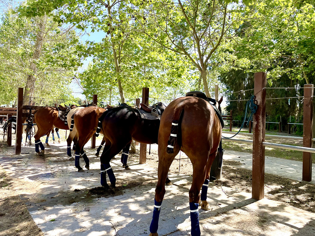 Soto Polo Ponies