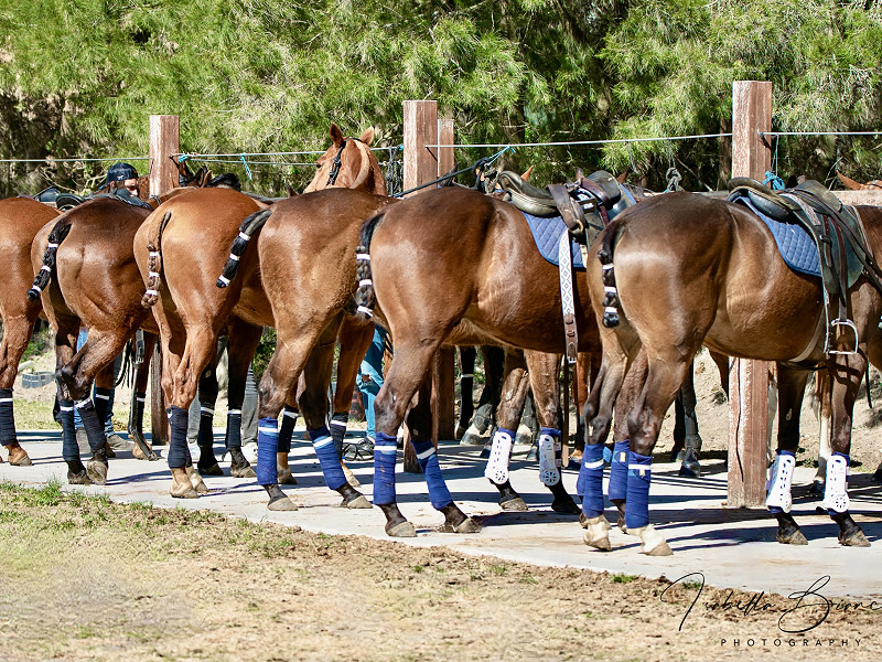 Caballos en Venta | Soto Polo Ponies